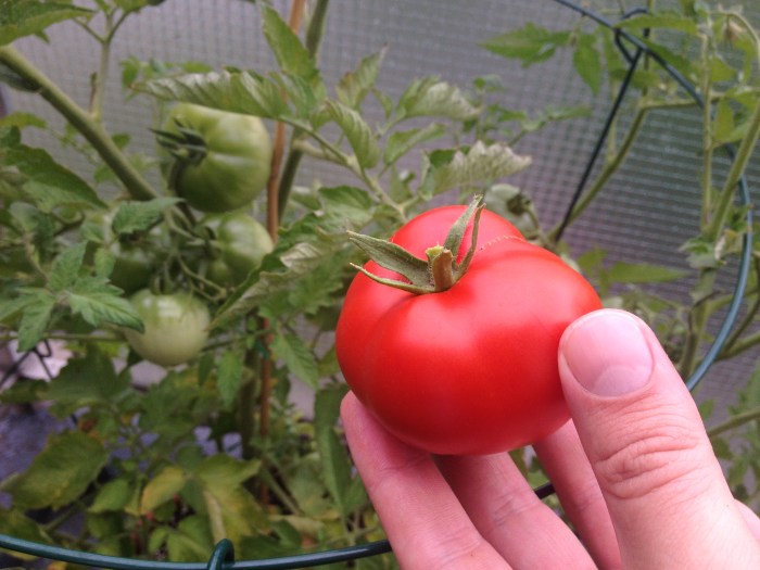 Our first tomato. Photo by Amy Sowder.